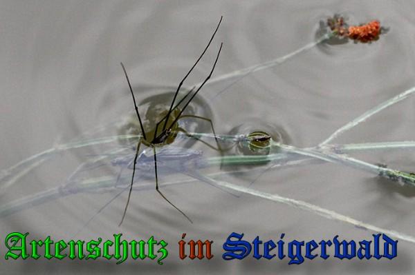 Copyright AiS / 2010 Neuberger Bild zum Eintrag (28099-160)
