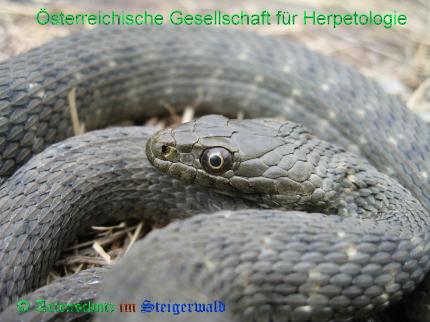 Copyright AiS / 2008 Österreichische Gesellschaft für Herpetologie Bild zum Eintrag (29159-160)