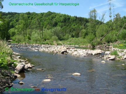 Copyright AiS / 2008 Österreichische Gesellschaft für Herpetologie Bild zum Eintrag (29160-160)