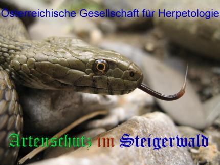 Copyright AiS / 2008 Österreichische Gesellschaft für Herpetologie Bild zum Eintrag (29164-160)