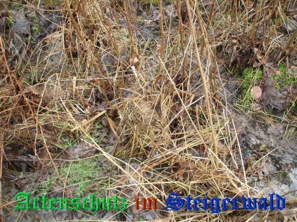 Copyright AiS / 2009 - Schmitt Bild zum Eintrag (30425-160)