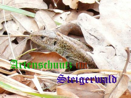 Copyright AiS / Köhler Bild zum Eintrag (30436-160)