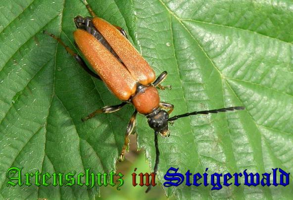 Copyright AiS- Albert Meier Bild zum Eintrag (31724-160)