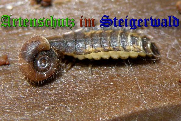 Copyright AiS- Albert Meier Bild zum Eintrag (31768-160)