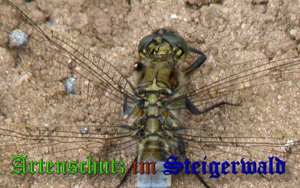 Copyright AiS- Albert Meier Bild zum Eintrag (31777-160)