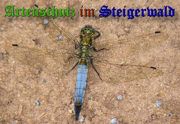 Copyright AiS- Albert Meier Bild zum Eintrag (31778-160)