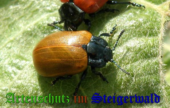 Copyright AiS- Albert Meier Bild zum Eintrag (31793-160)