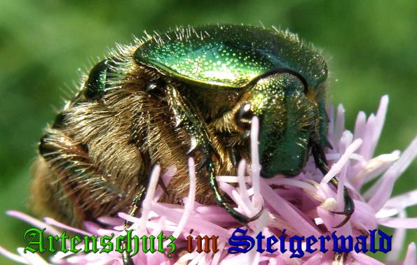 Copyright AiS- Albert Meier Bild zum Eintrag (31854-160)