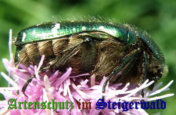 Copyright AiS- Albert Meier Bild zum Eintrag (31856-160)