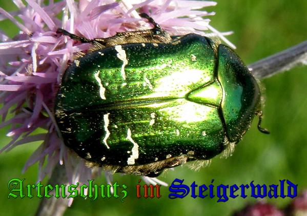 Copyright AiS- Albert Meier Bild zum Eintrag (31858-160)