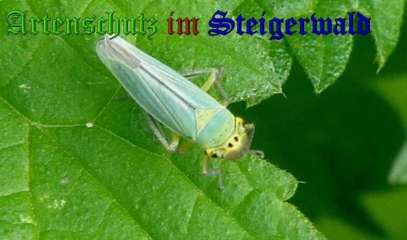 Copyright AiS- Albert Meier Bild zum Eintrag (31875-160)