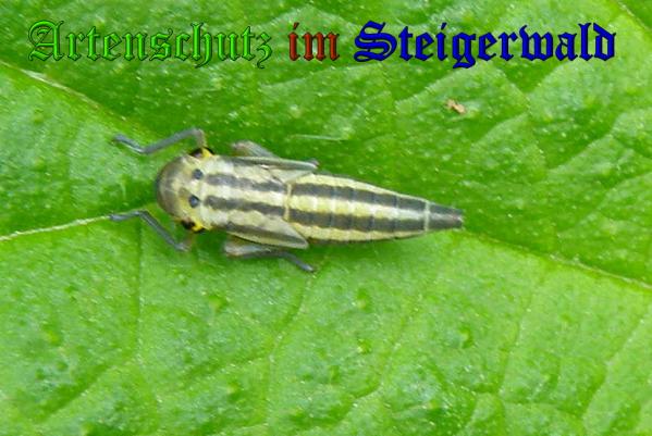 Copyright AiS- Albert Meier Bild zum Eintrag (31876-160)