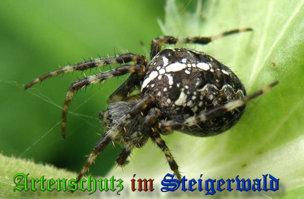 Copyright AiS- Albert Meier Bild zum Eintrag (32032-160)