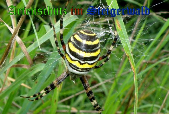 Copyright AiS- Albert Meier Bild zum Eintrag (32034-160)