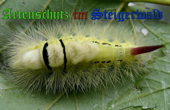 Copyright AiS- Albert Meier Bild zum Eintrag (32048-160)