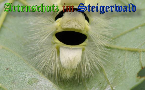 Copyright AiS- Albert Meier Bild zum Eintrag (32049-160)