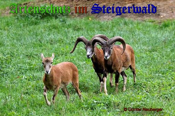 Copyright AiS- Günter Neuberger Bild zum Eintrag (32129-160)