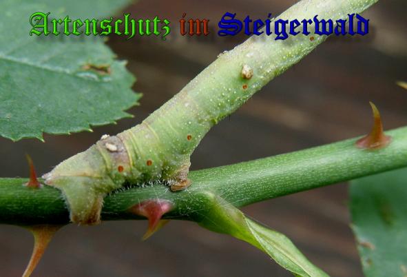 Copyright AiS- Albert Meier Bild zum Eintrag (32158-160)