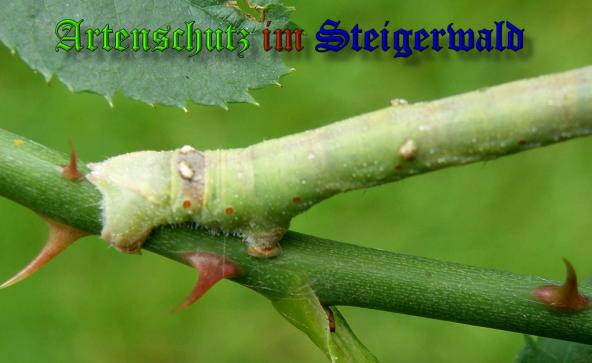 Copyright AiS- Albert Meier Bild zum Eintrag (32159-160)