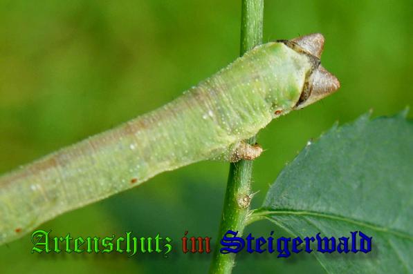 Copyright AiS- Albert Meier Bild zum Eintrag (32160-160)