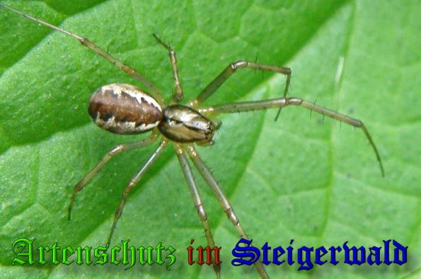 Copyright AiS- Albert Meier Bild zum Eintrag (32173-160)