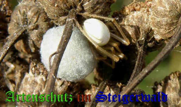 Copyright AiS- Albert Meier Bild zum Eintrag (32176-160)