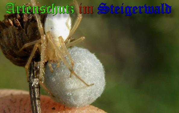 Copyright AiS- Albert Meier Bild zum Eintrag (32177-160)