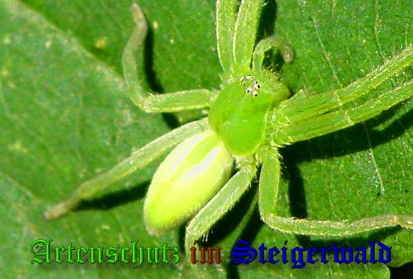 Copyright AiS- Albert Meier Bild zum Eintrag (32199-160)