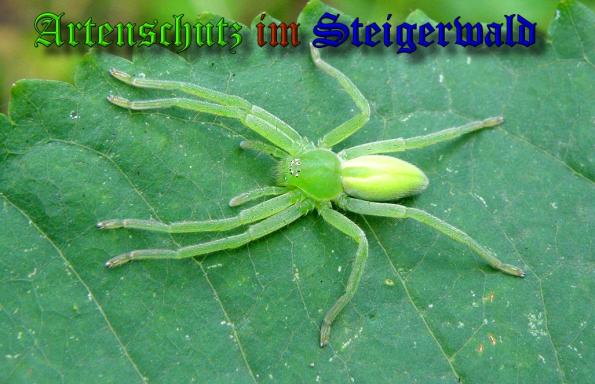 Copyright AiS- Albert Meier Bild zum Eintrag (32200-160)