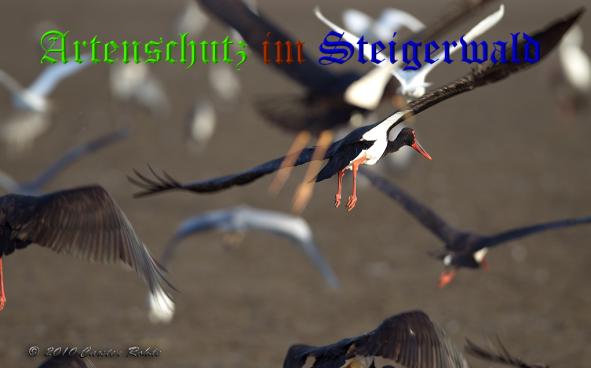 Copyright AiS - Carsten Rohde Bild zum Eintrag (32409-160)