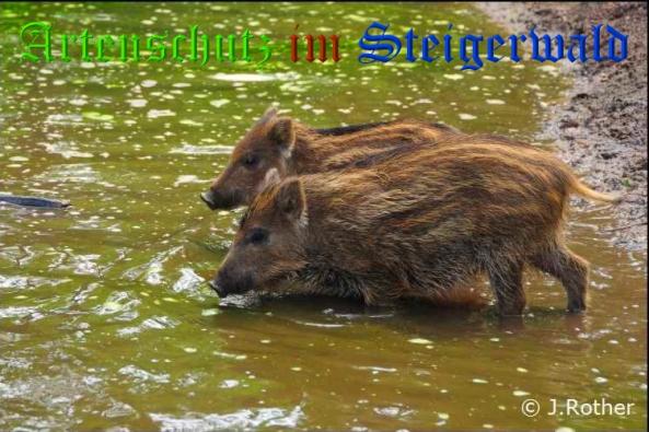 Bild zum Eintrag (32468-160)