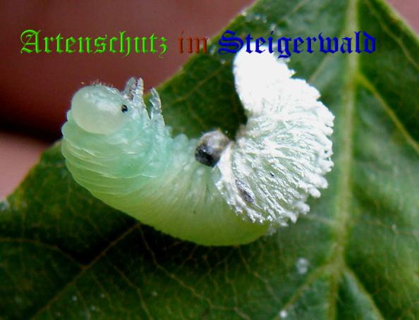 Copyright AiS- Albert Meier Bild zum Eintrag (32486-160)