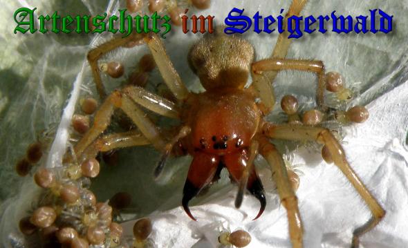 Copyright AiS- Albert Meier Bild zum Eintrag (32615-160)