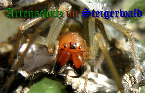 Copyright AiS- Albert Meier Bild zum Eintrag (32617-160)
