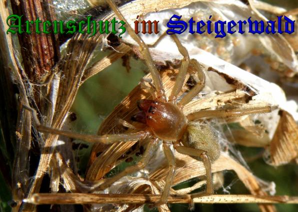 Copyright AiS- Albert Meier Bild zum Eintrag (32618-160)