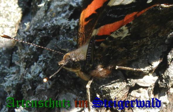 Copyright AiS- Albert Meier Bild zum Eintrag (32621-160)