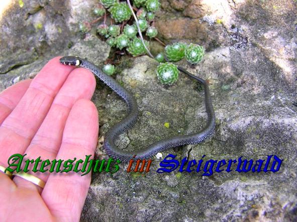 Copyright AiS - Andrea Bayer Bild zum Eintrag (32709-160)
