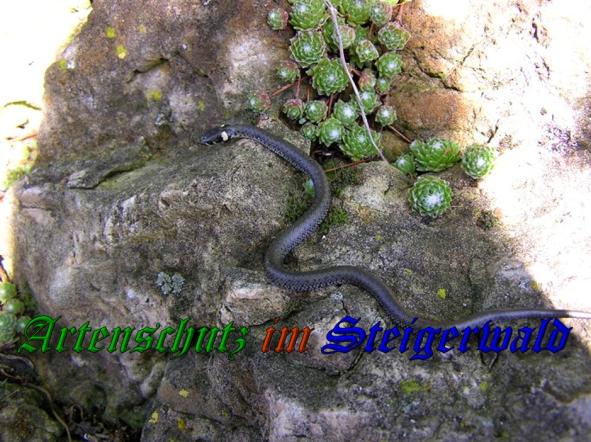 Copyright AiS - Andrea Bayer Bild zum Eintrag (32710-160)