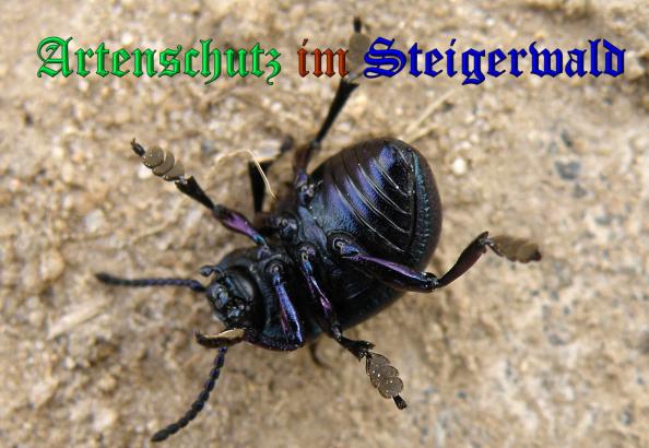 Copyright AiS- Albert Meier Bild zum Eintrag (33047-160)