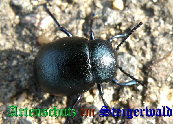 Copyright AiS- Albert Meier Bild zum Eintrag (33048-160)
