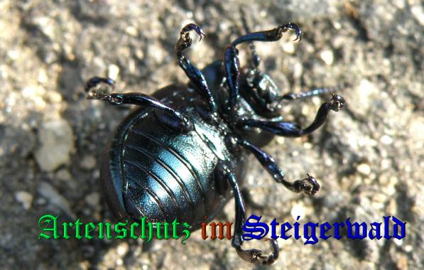Copyright AiS- Albert Meier Bild zum Eintrag (33049-160)