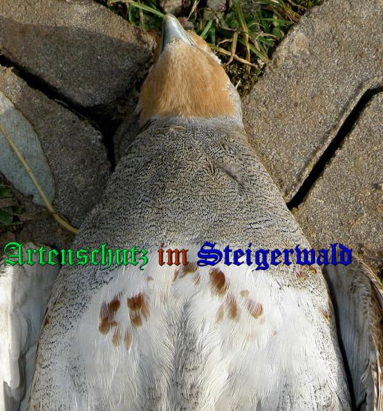 Copyright AiS- Abert Meier Bild zum Eintrag (33061-160)