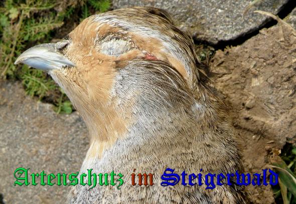 Copyright AiS- Abert Meier Bild zum Eintrag (33064-160)