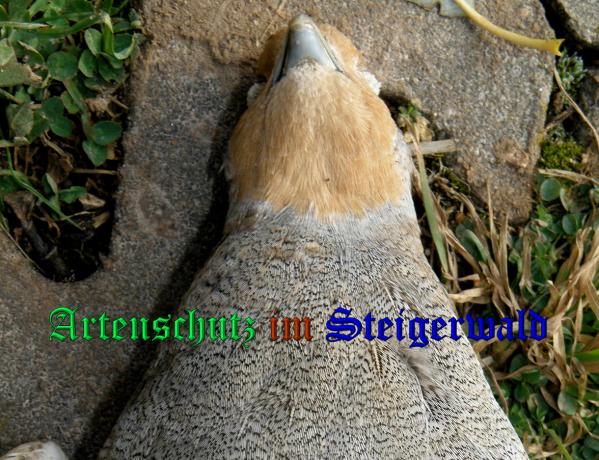 Copyright AiS- Abert Meier Bild zum Eintrag (33065-160)