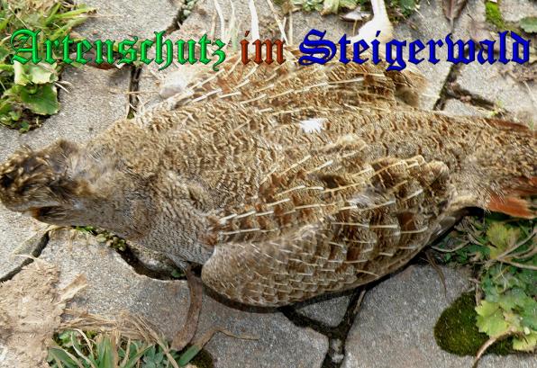 Copyright AiS- Abert Meier Bild zum Eintrag (33066-160)