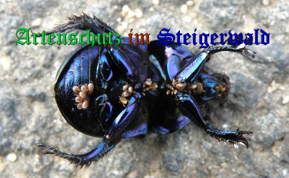Copyright AiS- Albert Meier Bild zum Eintrag (33075-160)