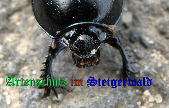Copyright AiS- Albert Meier Bild zum Eintrag (33077-160)