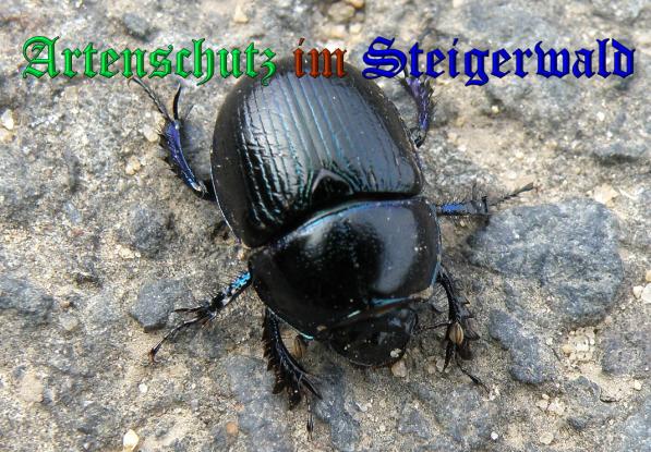 Copyright AiS- Albert Meier Bild zum Eintrag (33078-160)
