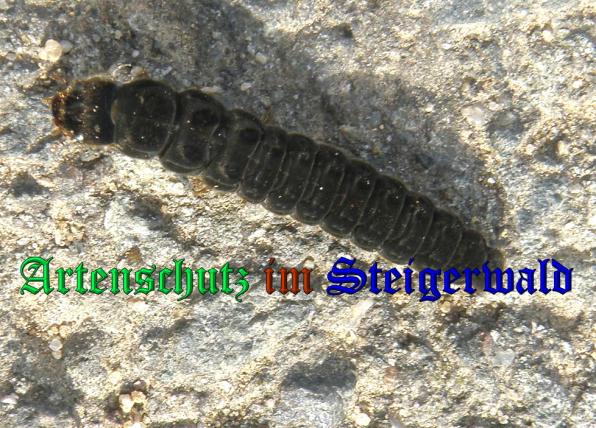 Bild zum Eintrag (33128-160)