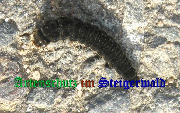 Bild zum Eintrag (33130-160)